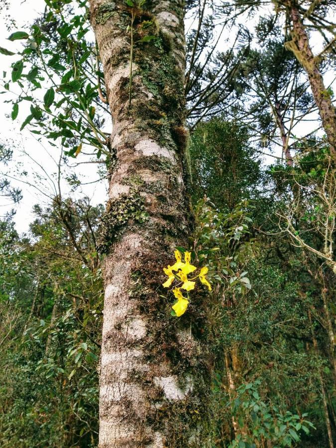 Chalé Estância Cachoeira do Avencal Urubici Esterno foto